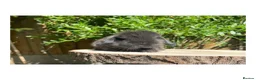 Mini Lop rabbits for sale: Beautiful mini lops for sale  - Advert 5