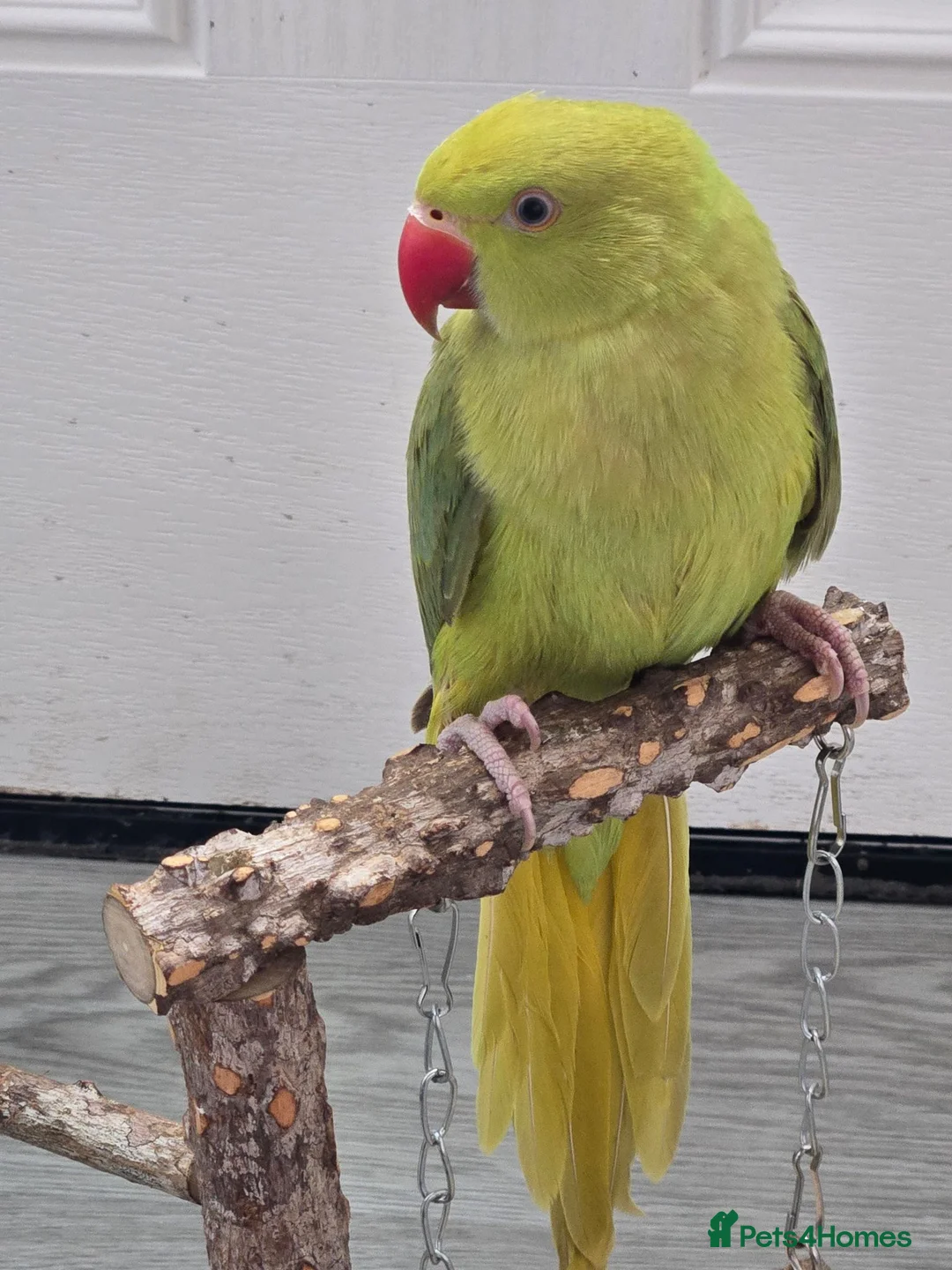 Ringnecks birds for sale: Parrot in Kidderminster - Advert 7