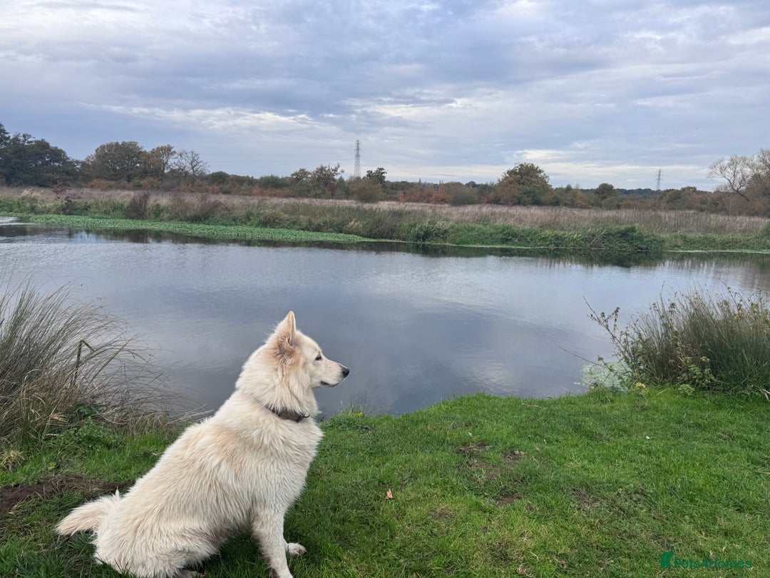 White Swiss Shepherd dogs for stud: White Swiss Shepherd Dog-Stud Available  - Advert 4