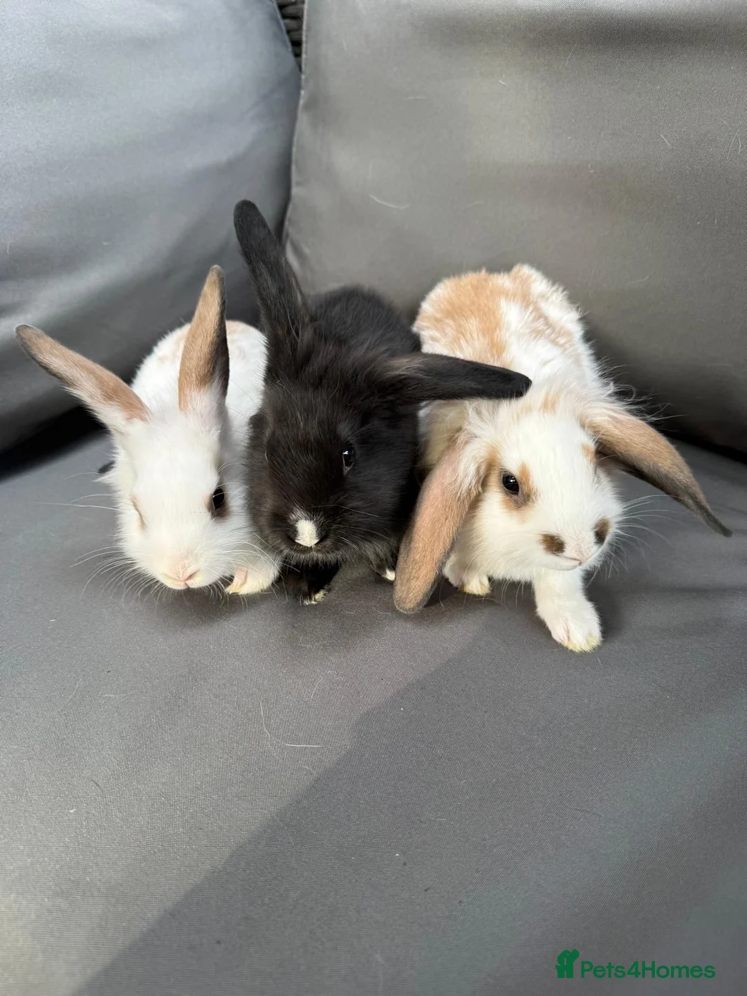 Mixed Breed rabbits for sale: 3 beautiful bunnies  - Advert 1
