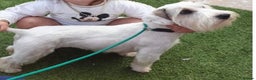 Mixed Breed dogs for sale: Lakeland crossed Sealyham terrier  - Advert 9