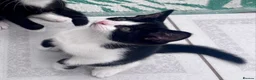 Mixed Breed cats for sale: Gorgeous black and white kittens 🐾  - Advert 3