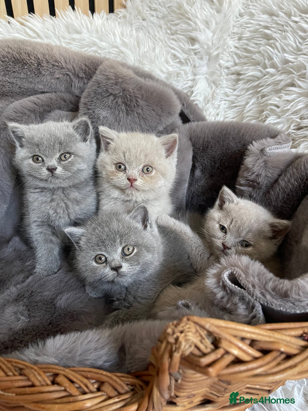 British Shorthair cats for sale: CHAMPION HERITAGE BABIES  - Image 4