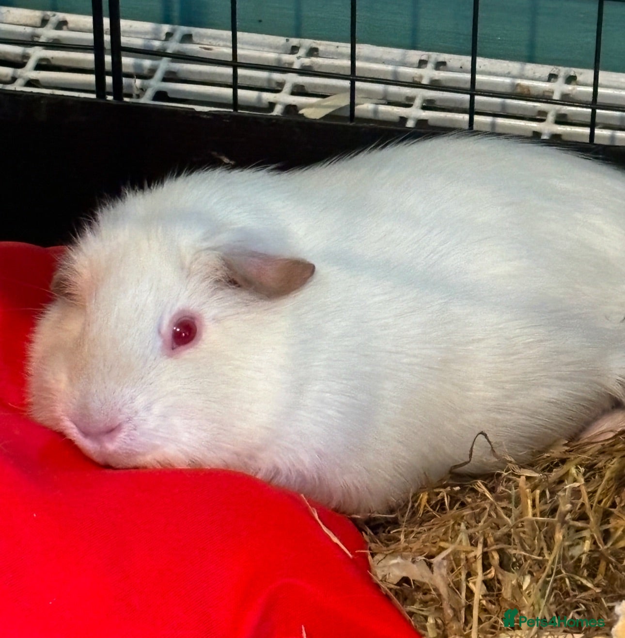 Guinea Pig rodents Two bonded boars/males - Advert 1