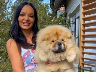 Chow Chow dogs Kc Registered Chow Chow Pup - Advert 1