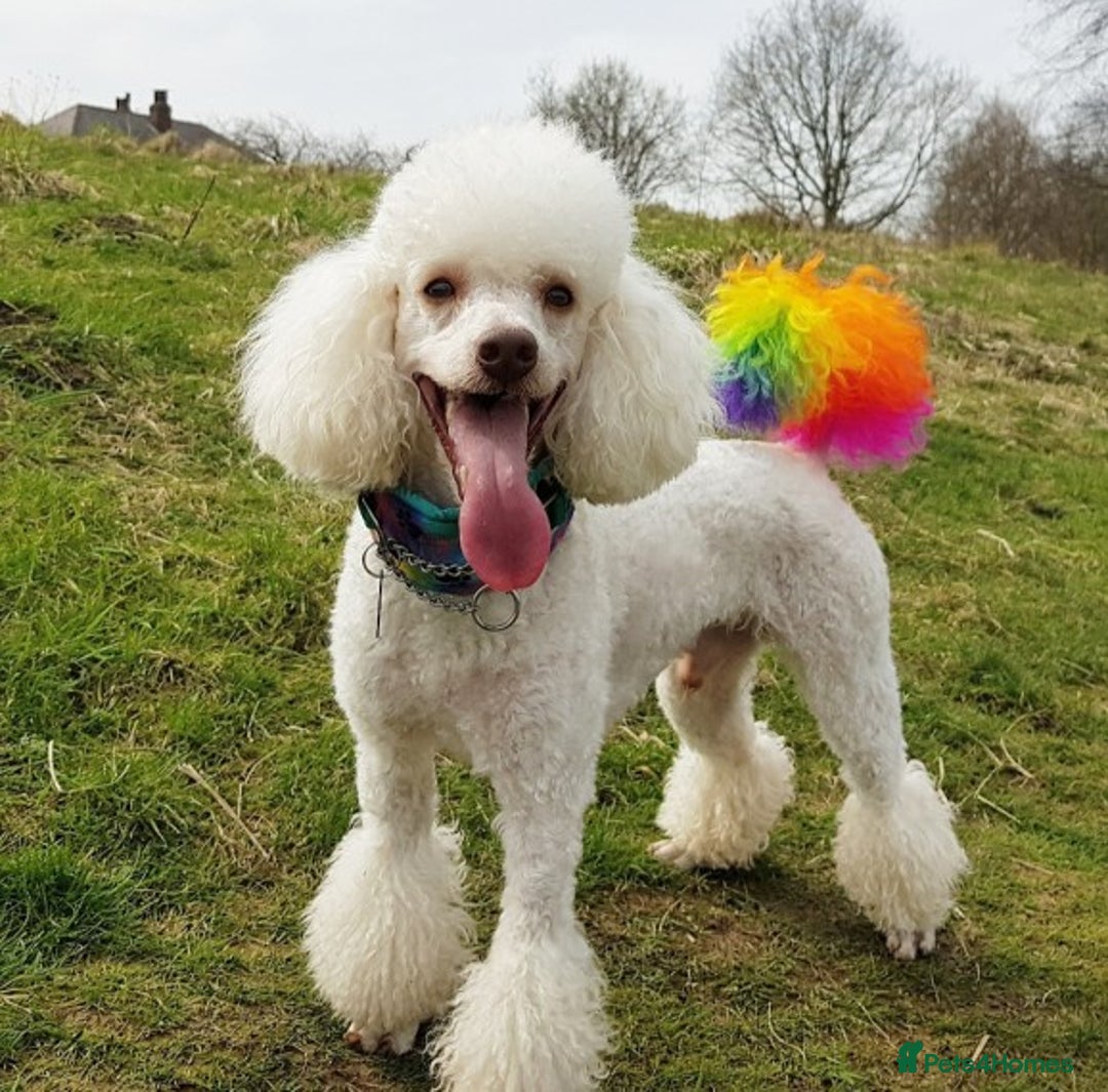 Miniature Poodle dogs for stud: KC registered miniature poodle stud in Bolton - Image 3