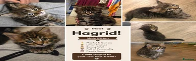 Hagrid 