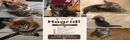 Maine Coon cats for sale: Maine Coon kitten boy - Advert 14