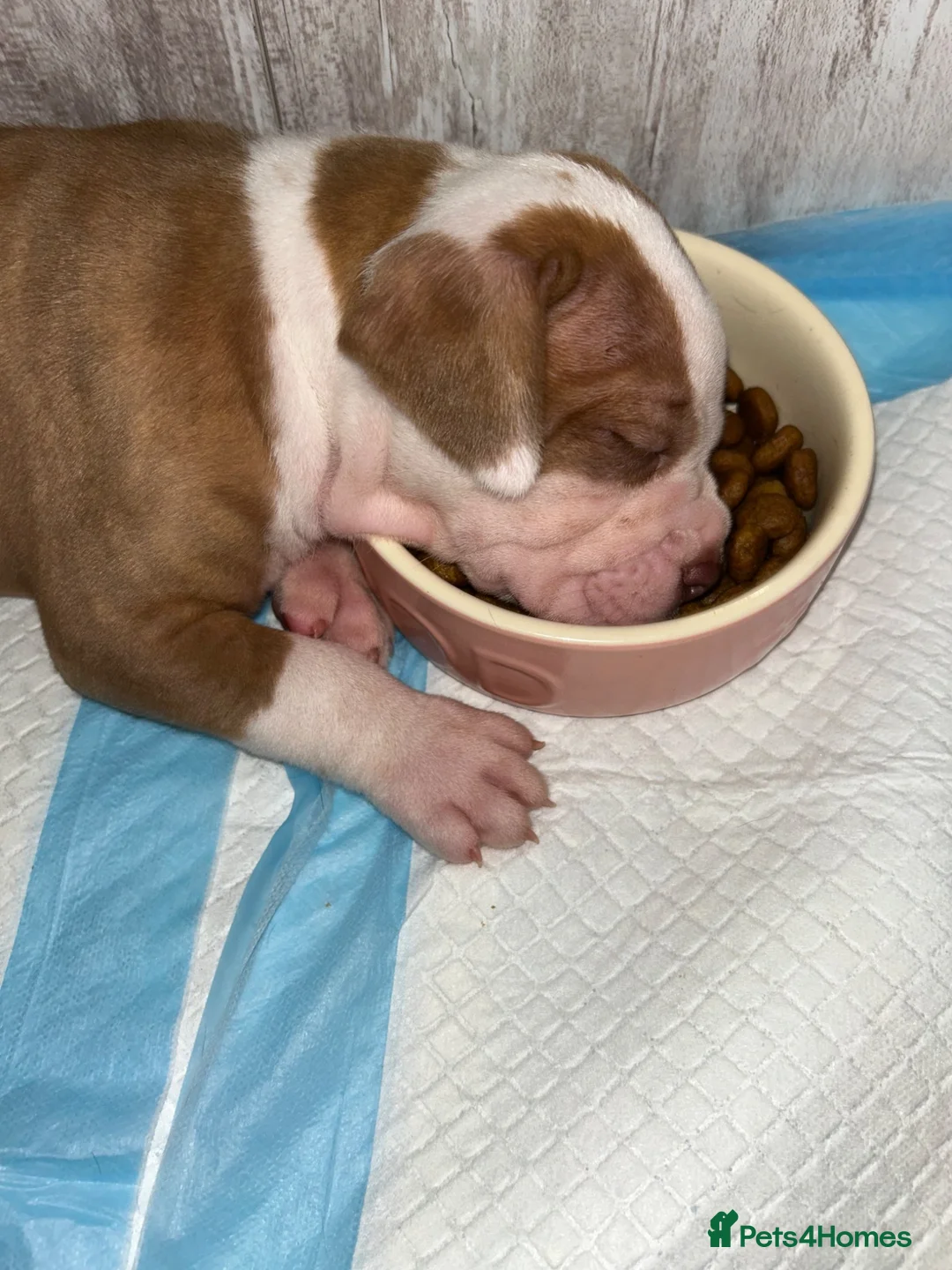 Alapaha Blue Blood Bulldog dogs for sale: Alapahabluebloodbulldog  in Gloucester - Advert 2