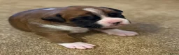 Boxer dogs for sale:  Beautiful Boxer Puppies  in Bristol - Advert 12