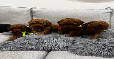 Labradoodle dogs Miniature Labradoodle  - Advert 4