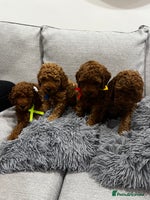 Labradoodle dogs Miniature Labradoodle - Advert 1