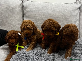 Labradoodle dogs Miniature Labradoodle - Advert 8