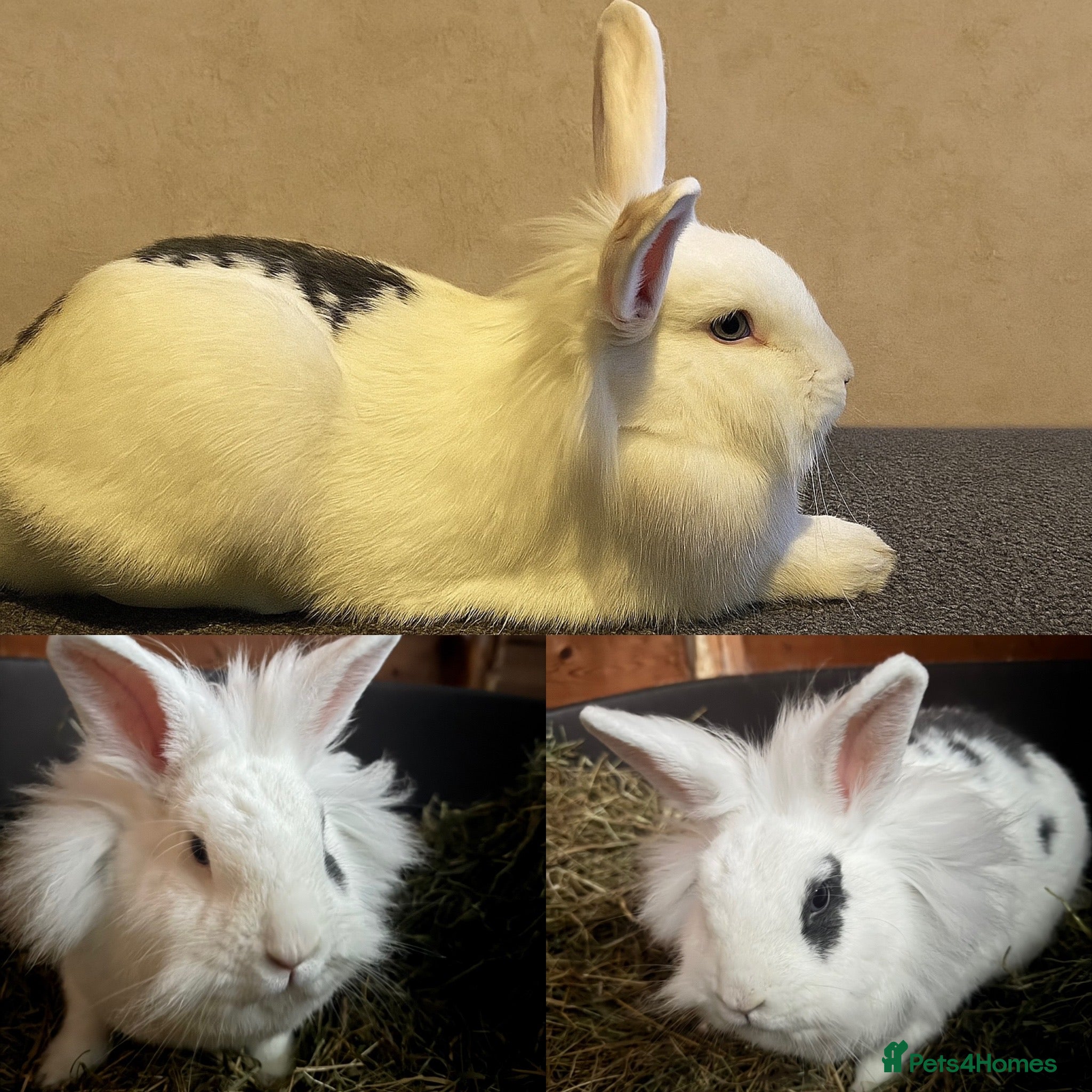Lionhead rabbits Holly, 3 years Lionhead – Loving Home Wanted - Advert 1