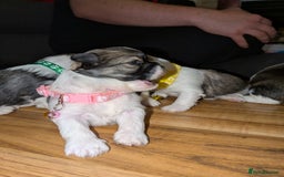 Lhasa Apso dogs for sale: 4 gorgeous Lhasa apso puppies  - Image 5