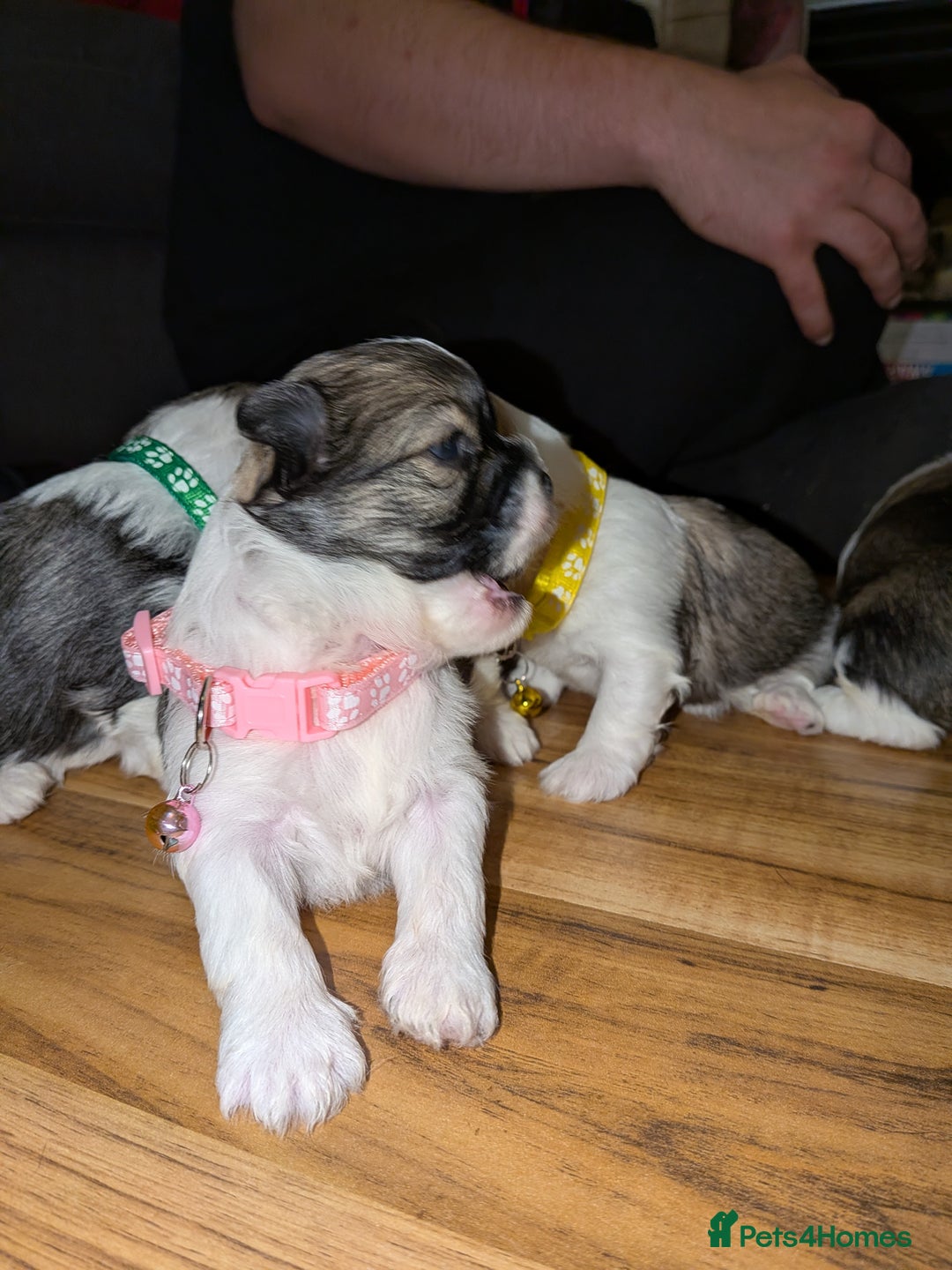 Lhasa Apso dogs for sale: 4 gorgeous Lhasa apso puppies  - Image 5