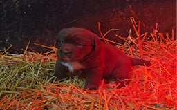 Newfoundland dogs for sale: Beautiful newfoundland puppys - Advert 10