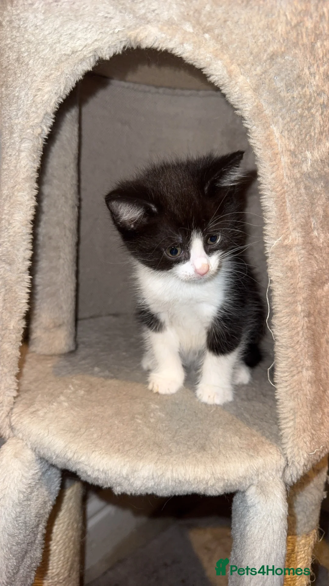 Mixed Breed cats for sale: Kittens for Sale in Hamilton - Advert 2