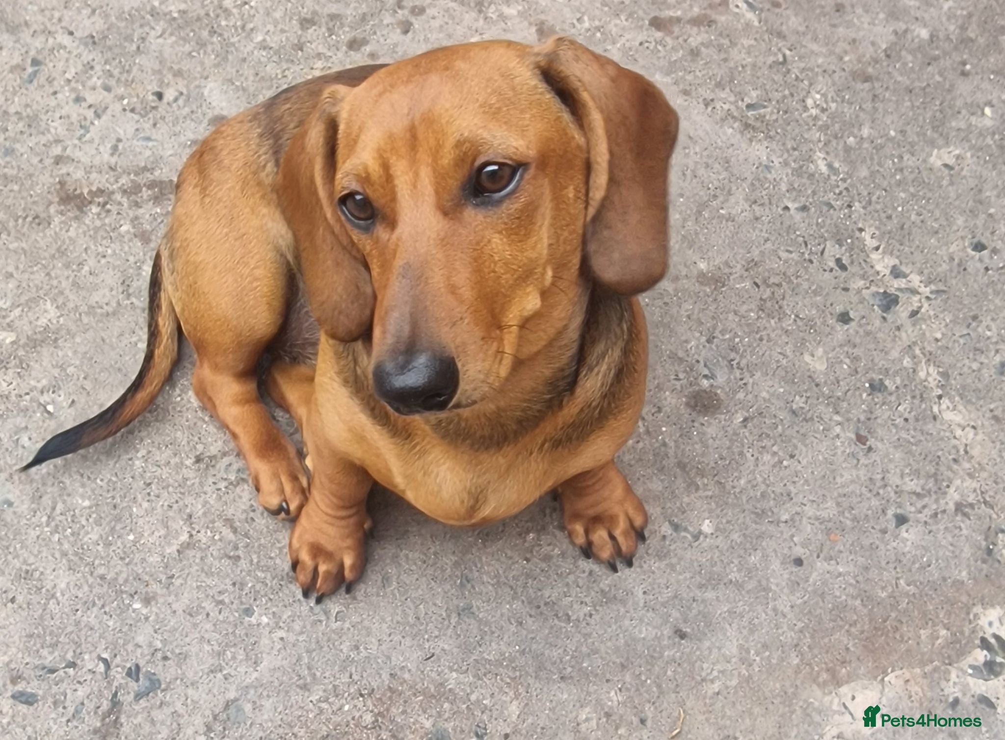 Dachshund dogs 5 month old Dachshund  - Advert 6