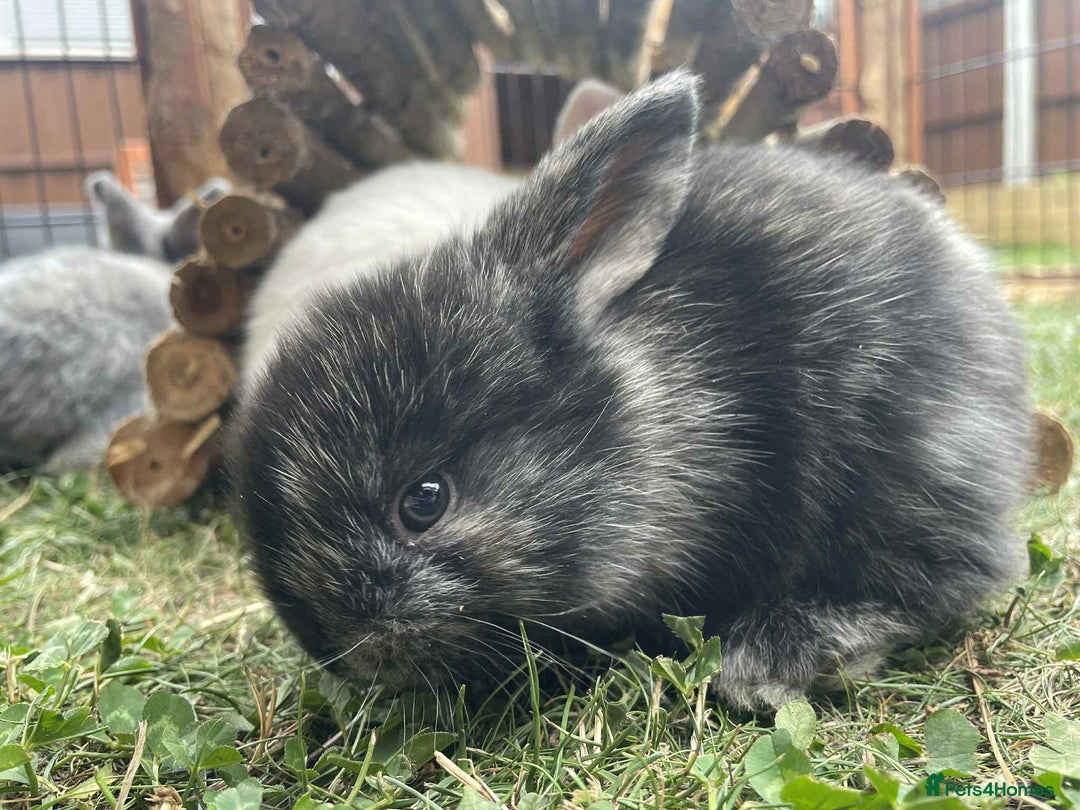 Mini Lop rabbits for sale: Mini lop cross french lop - Image 8