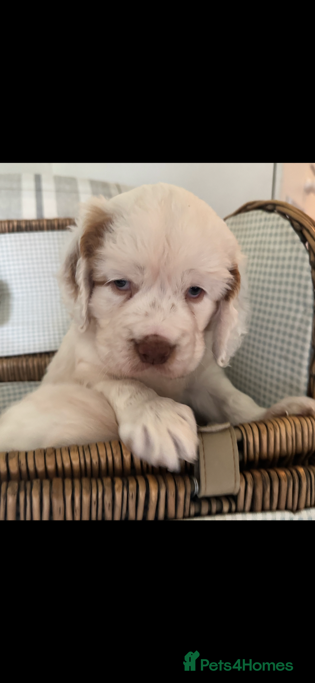 Clumber Spaniel dogs for sale: Fantastic Clumber Spaniel Puppy’s  - Image 6