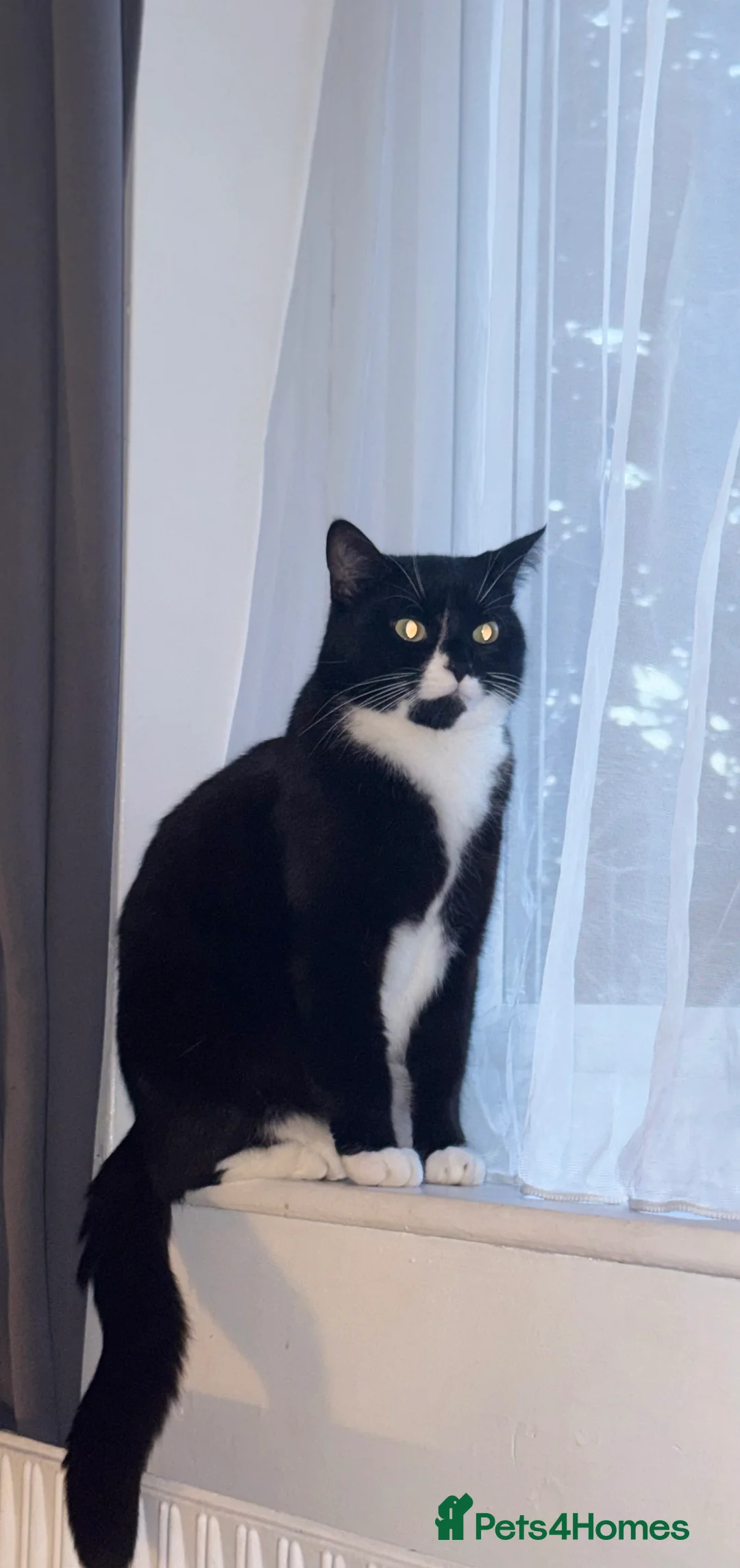 British Shorthair cats for sale: Male Cat - Advert 2