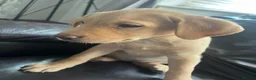 Labrador Retriever dogs for sale: 🐾❤️Beautiful Labrador puppies❤️🐾 - Advert 6