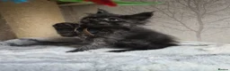 Maine Coon cats for sale: READY NOW Black Smoke Maine Coon Kitten - Advert 22