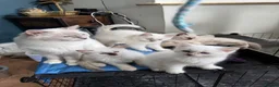Ragdoll cats for sale: GCCF REG RAGDOLL KITTENS LILAC CHOC SEAL  - Advert 31