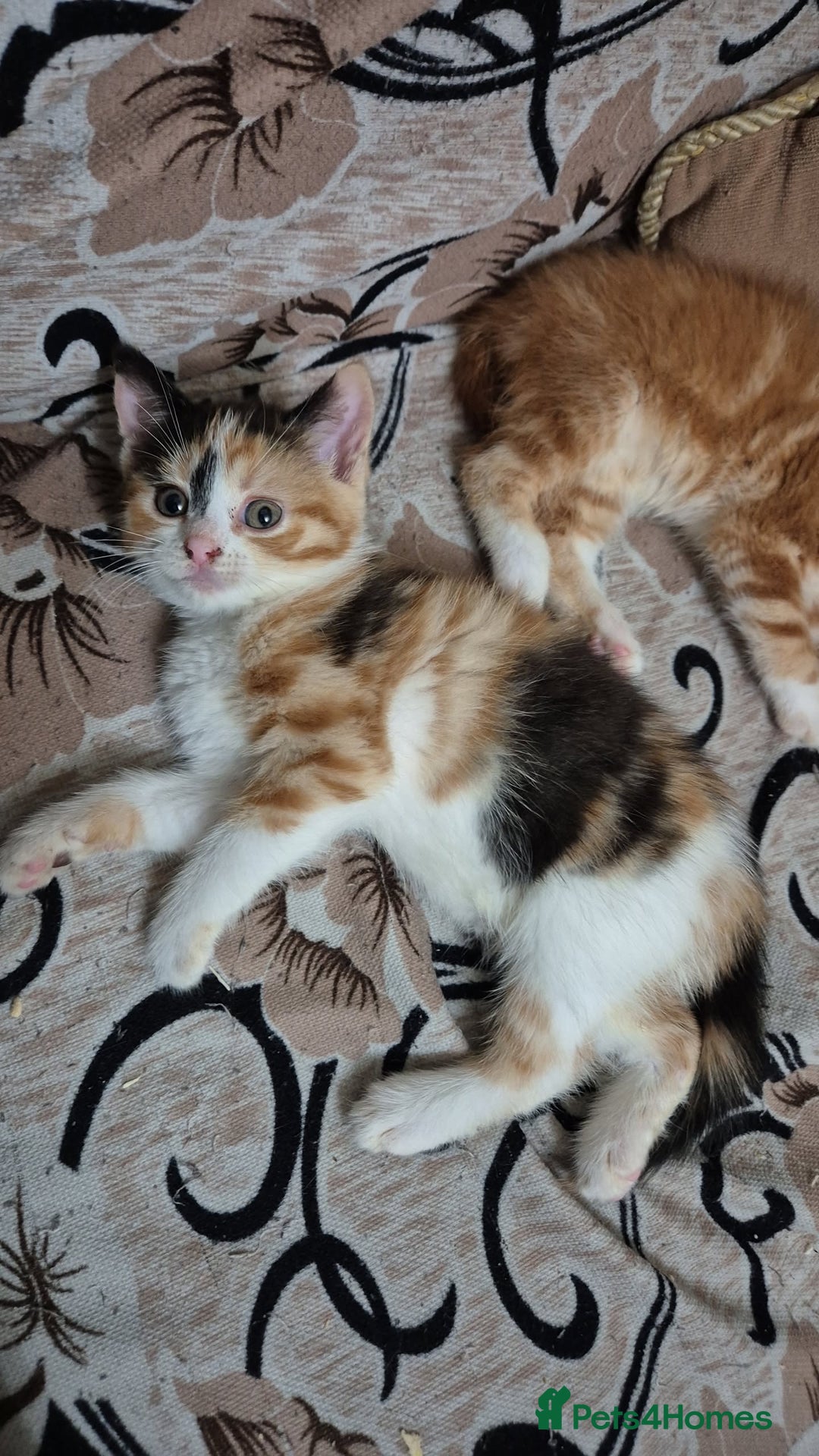 Mixed Breed cats for sale: Half British shorthair kittens - Advert 8