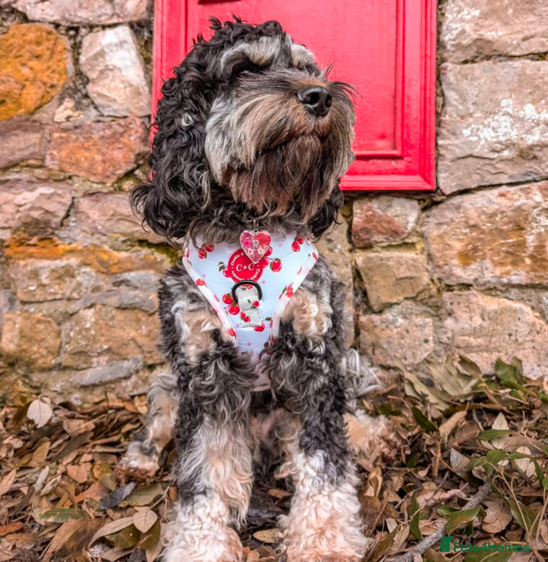 Cockapoo dogs for sale: Rehoming beloved family pet - Image 6
