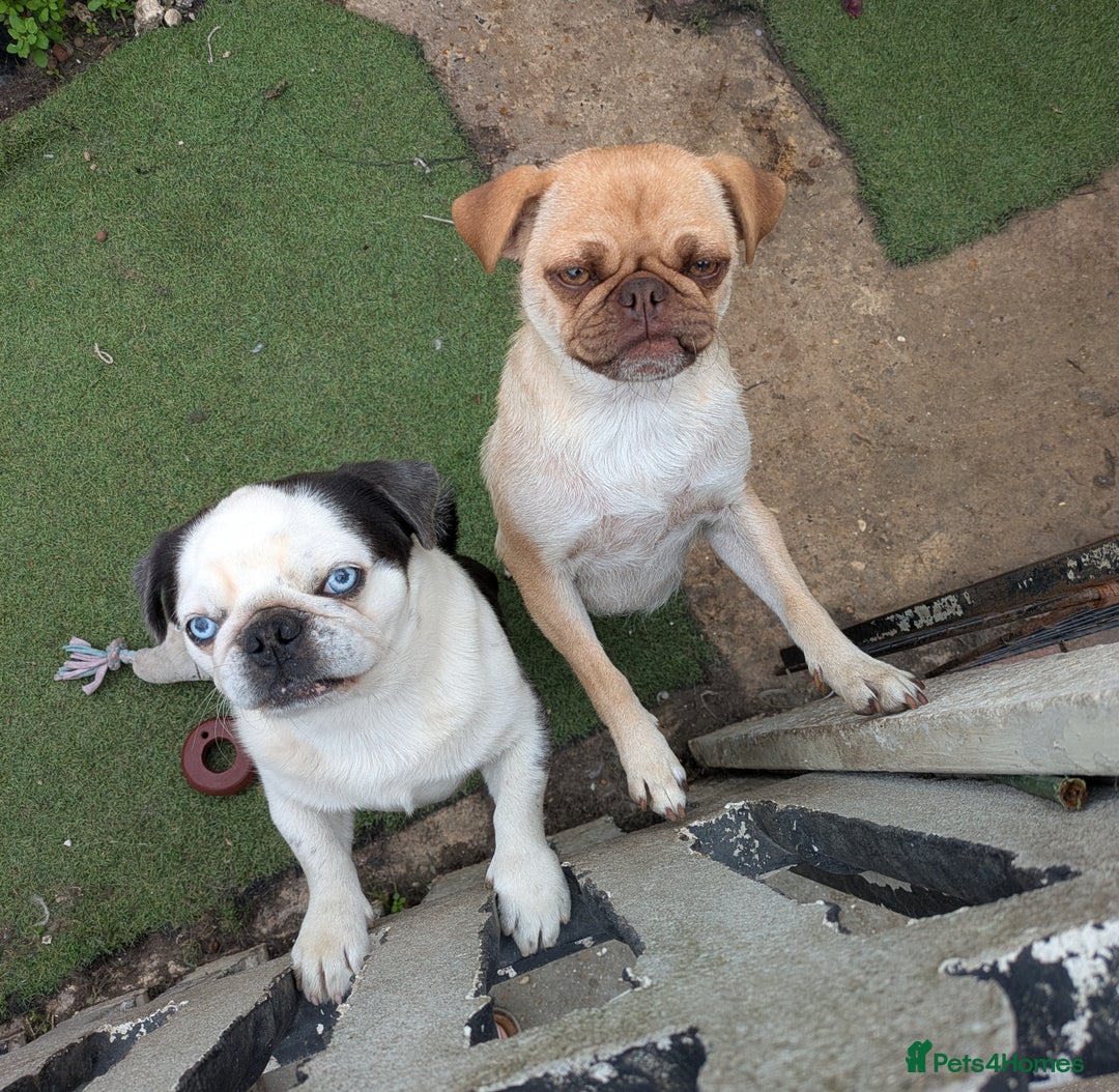 Pug dogs for sale: Full panda pugs - Image 7
