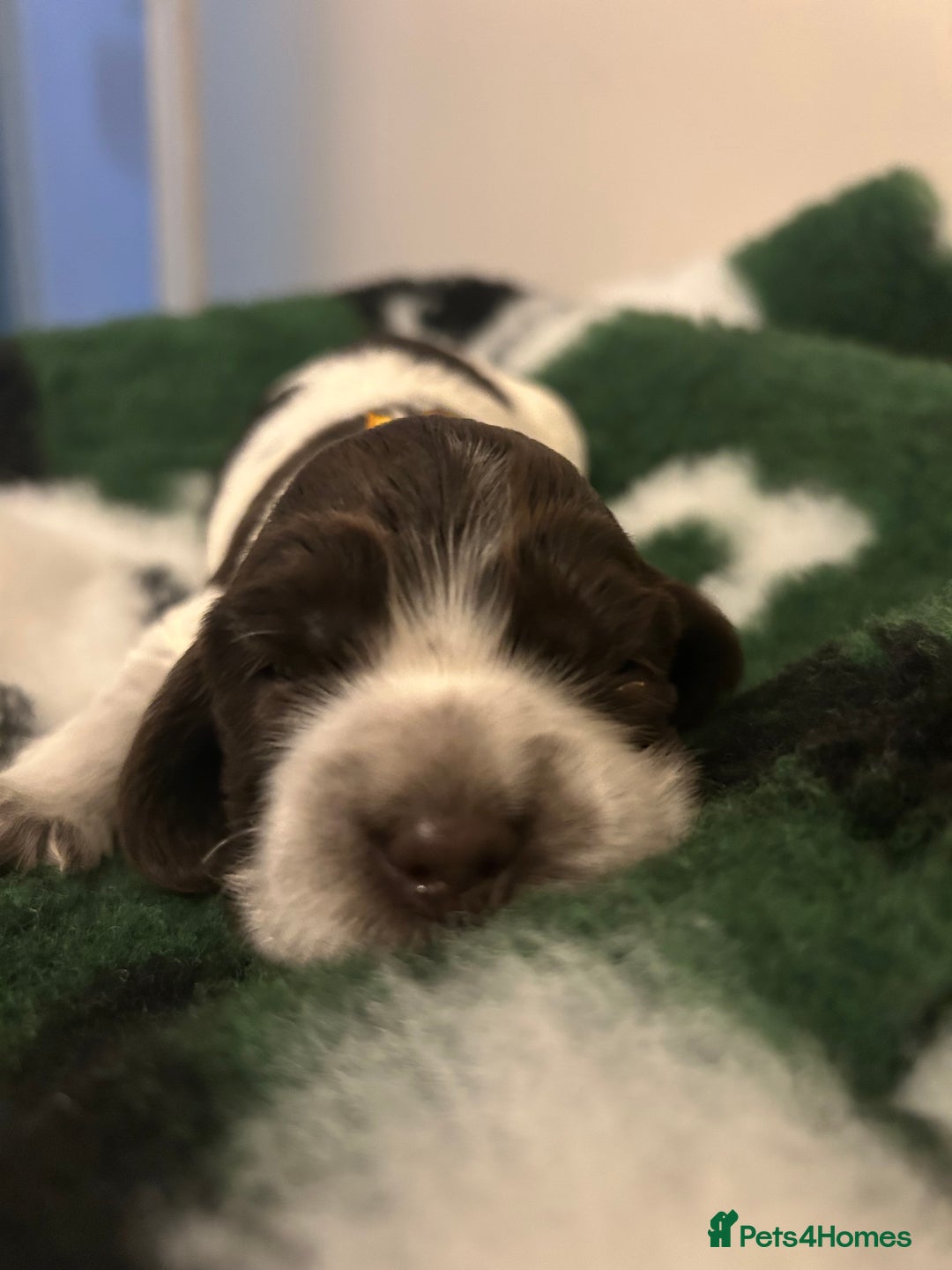 Cocker Spaniel dogs for sale: Show cocker spaniel  - Image 2