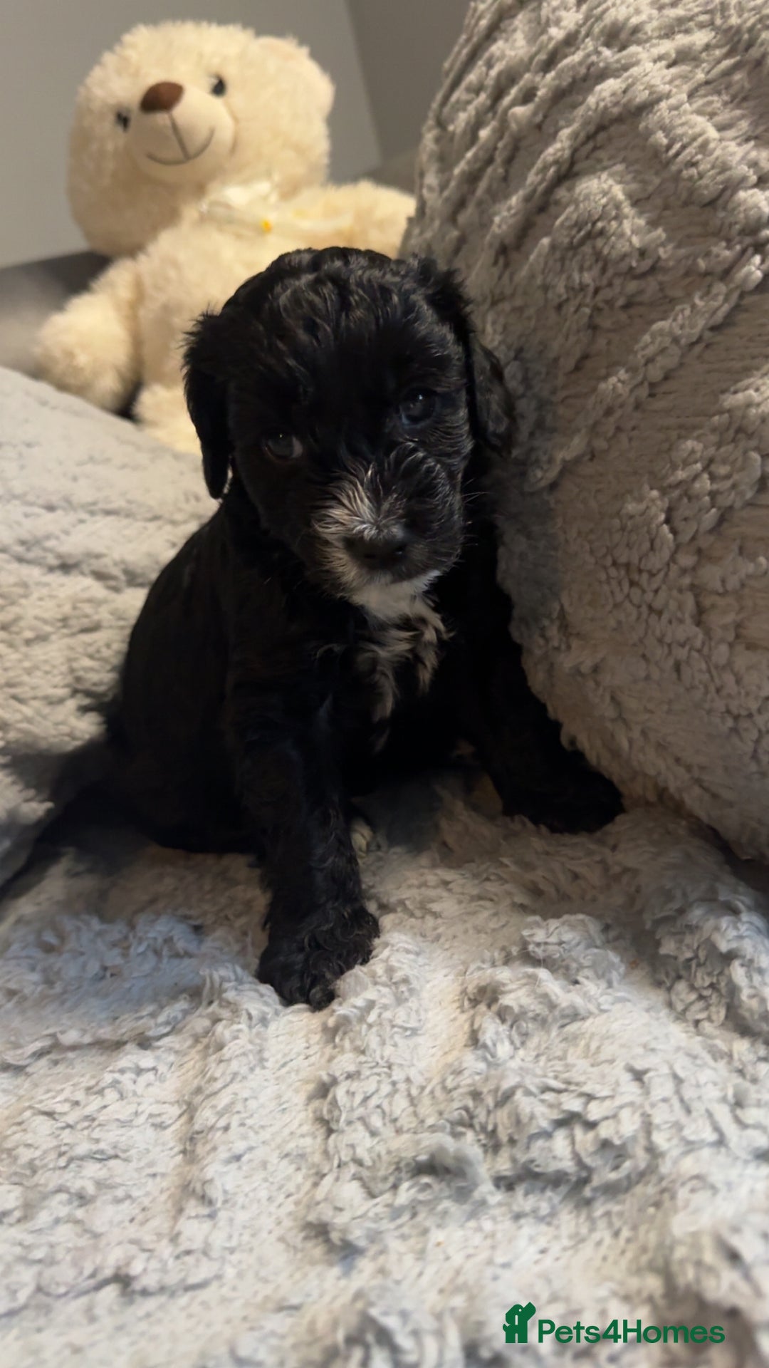 Cockapoo dogs for sale: Gorgeous f2 cockapoo pups  - Image 13