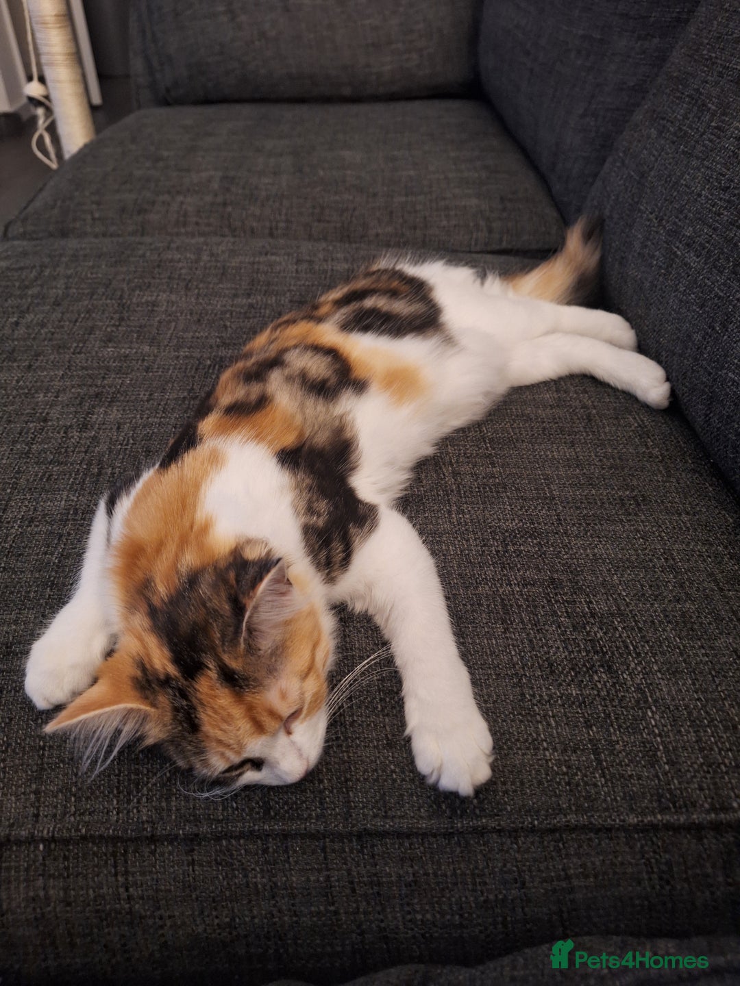 Mixed Breed cats for sale: Beautiful long haired Calico girl - Advert 7