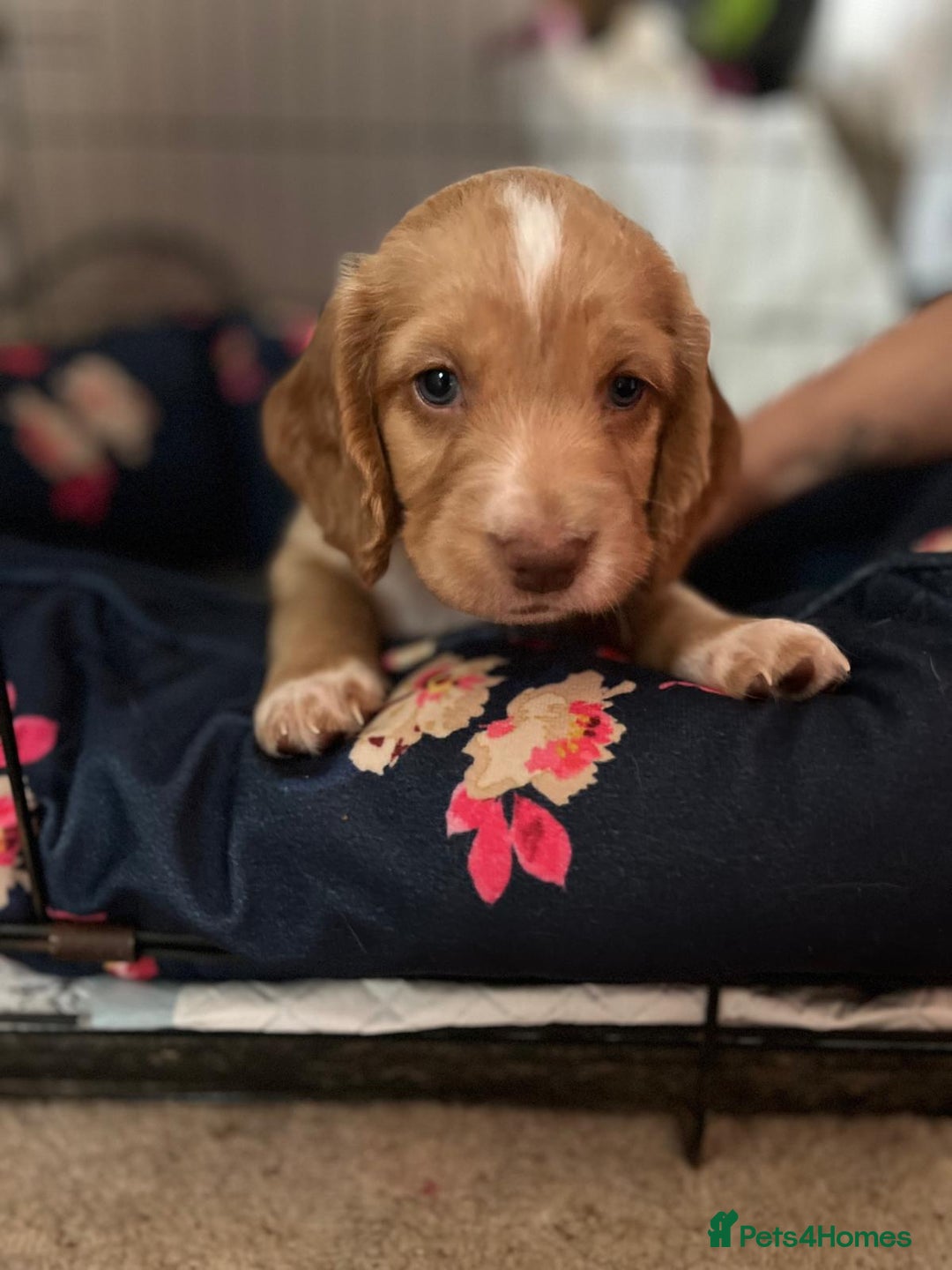 Cocker Spaniel dogs for sale: Litter of 6 - Image 11