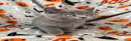 British Shorthair cats for sale: British Shorthairs - Advert 35