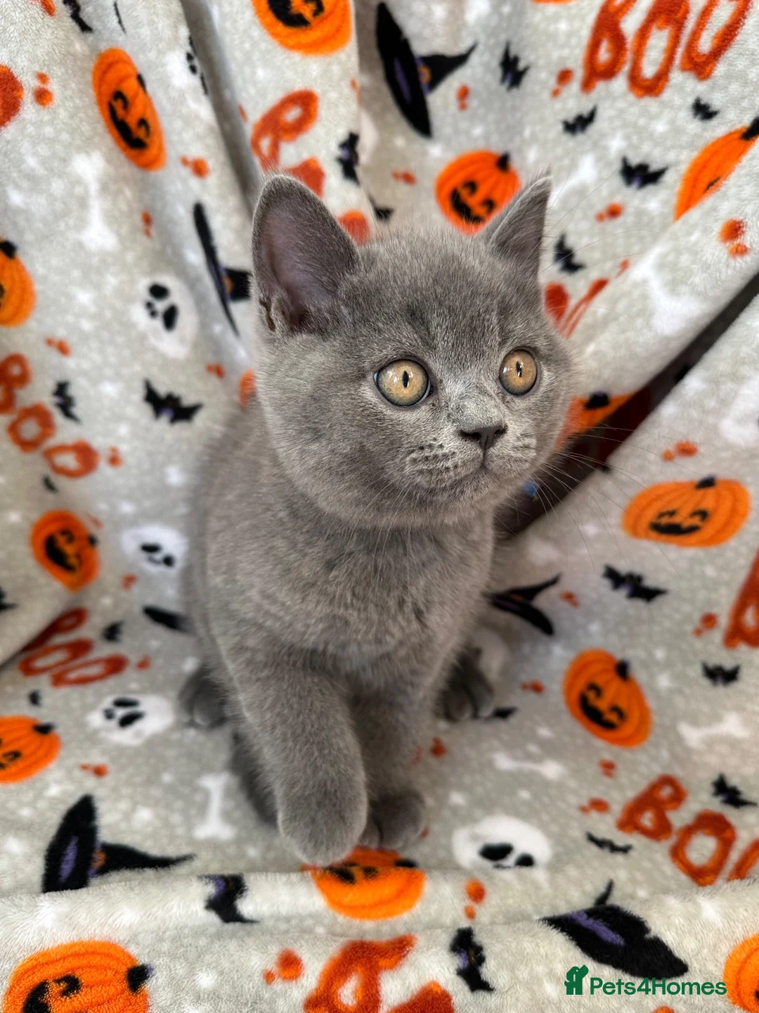British Shorthair cats for sale: British Shorthairs - Advert 35
