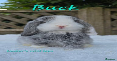Mini Lop rabbits in Huntingdon - Advert 11