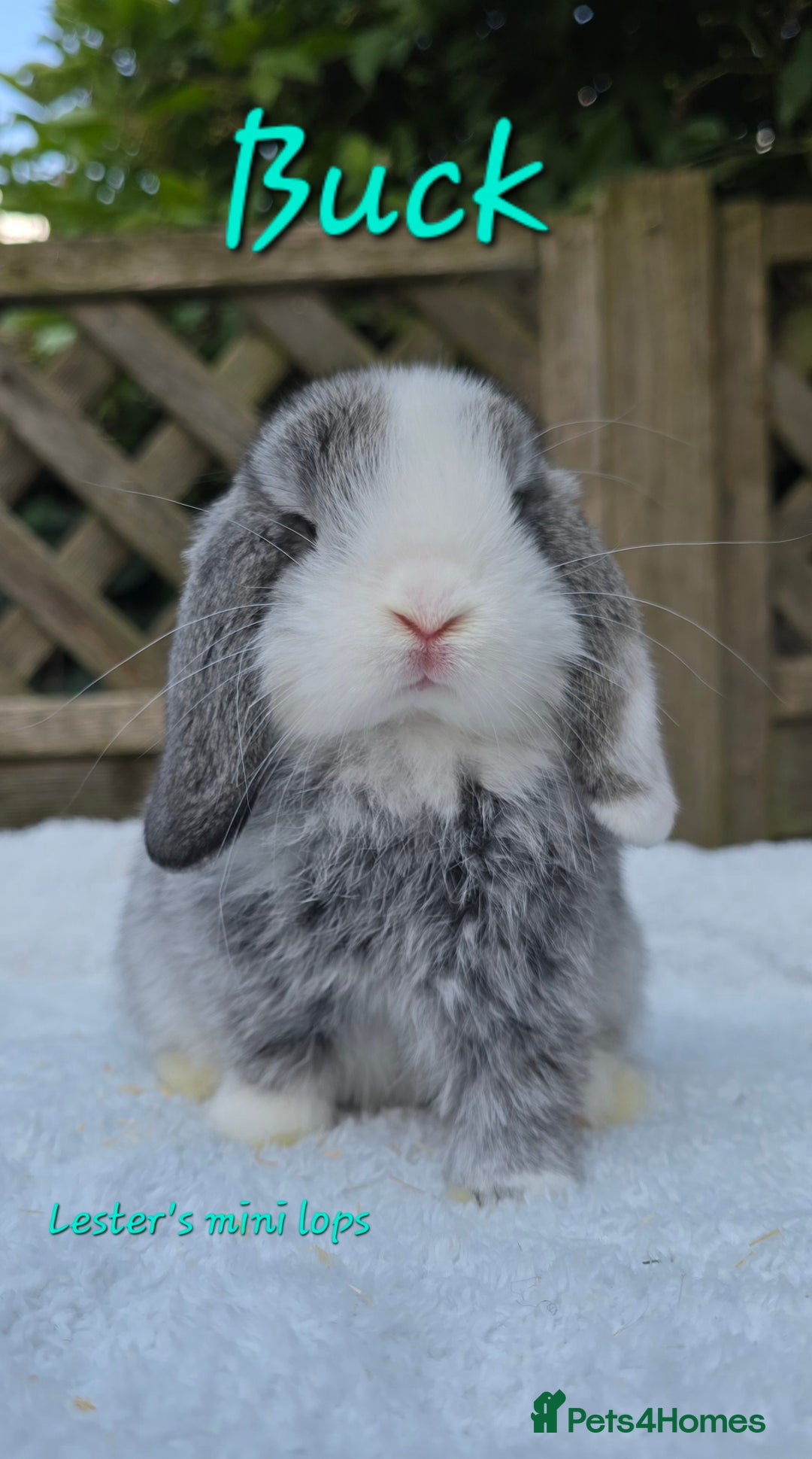 Lop Rabbit Baby Bunnies Craigslist Baby Bunny Mini Holland Lop For - Main Image