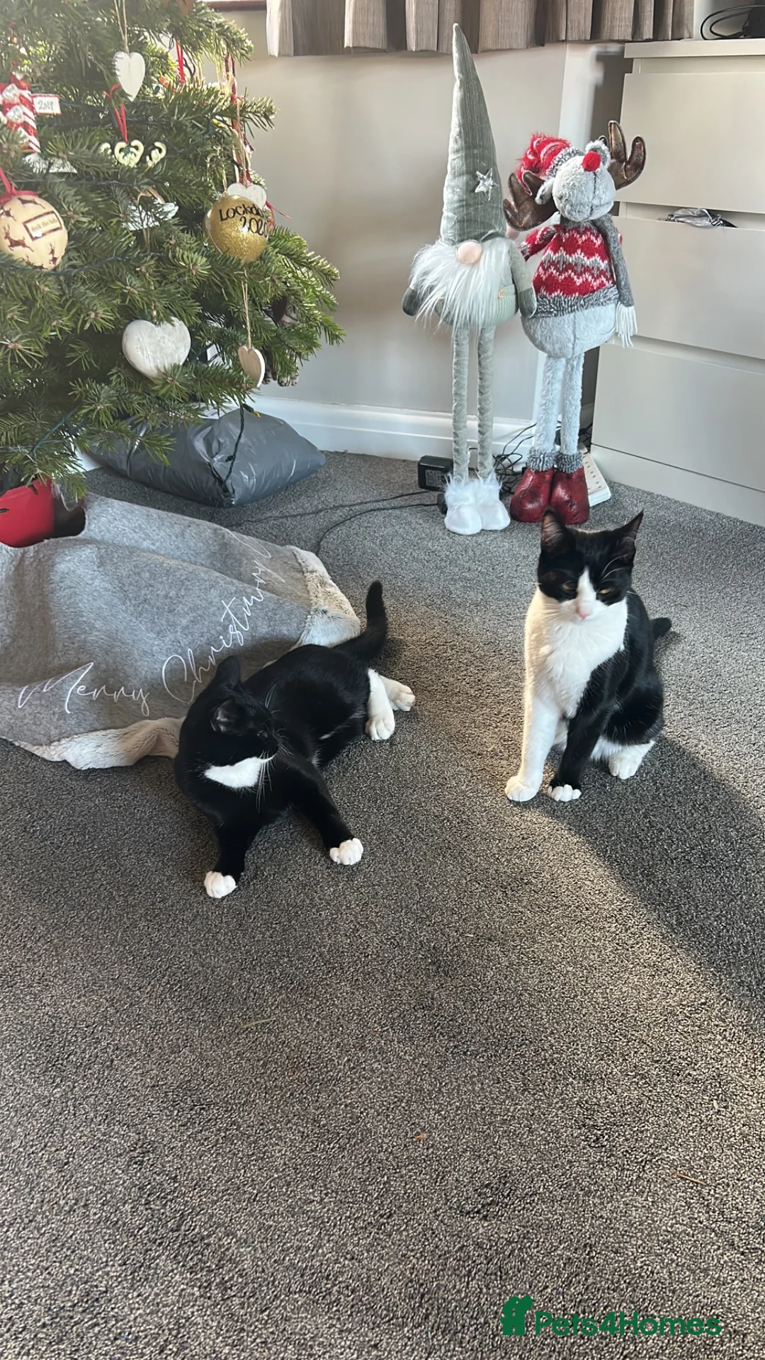 Mixed Breed cats for sale: 2 sister cats lilo and boots  - Advert 2