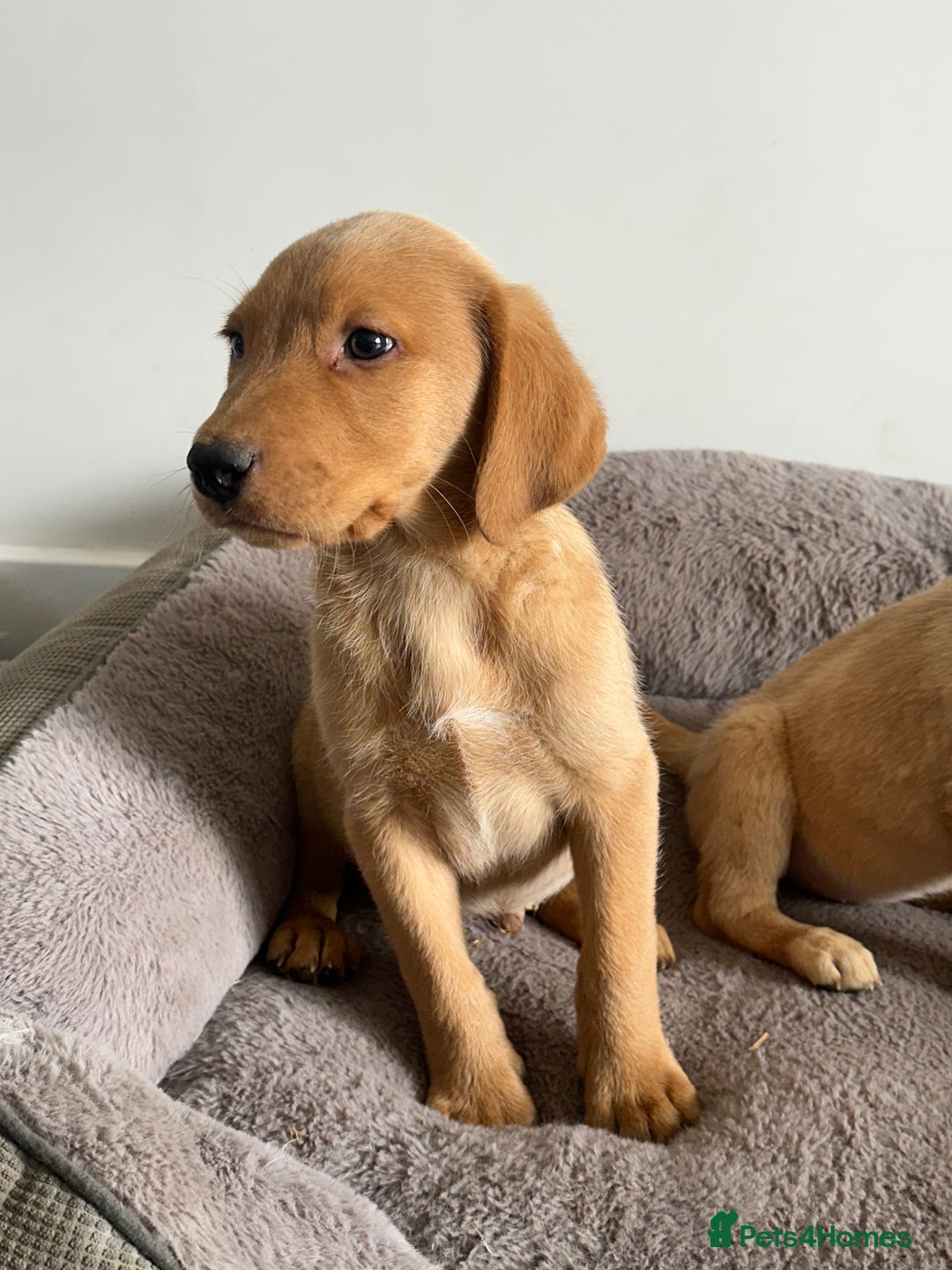 Labrador Retriever dogs for sale: Labrador puppies ready now  - Image 3