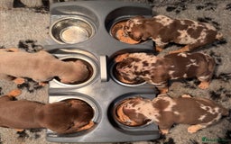 English Bulldog dogs for sale: English bulldog puppies - Image 6