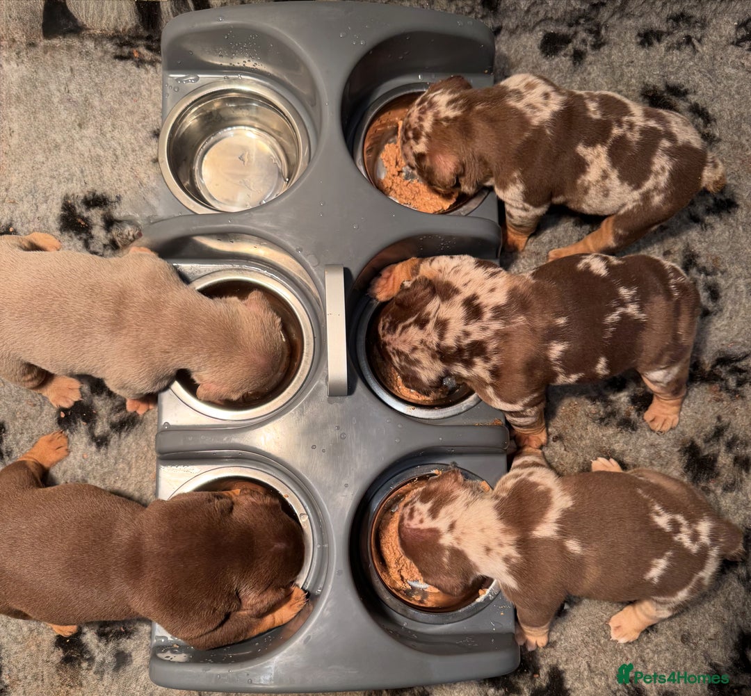 English Bulldog dogs for sale: English bulldog puppies - Image 6