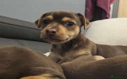 Jack Russell dogs for sale: Miniature jack Russell pups  - Image 4