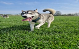 Siberian Husky dogs for sale: JAX- 4 YEAR OLD - Advert 4