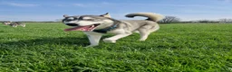 Siberian Husky dogs for sale: JAX- 5 YEAR OLD,  Willow- 5 year old - Advert 6