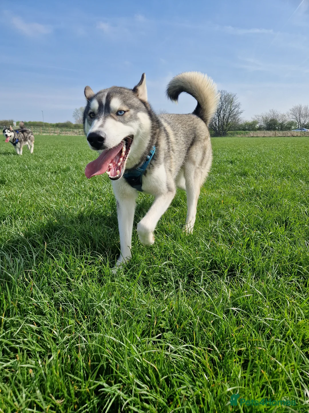 Siberian Husky dogs for sale: JAX- 5 YEAR OLD,  Willow- 5 year old - Advert 6