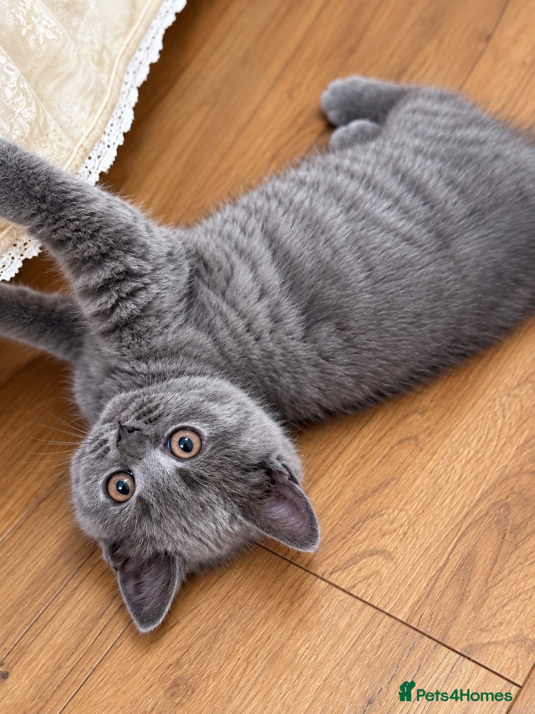 British Shorthair cats  Blue British Shorthair Girl  11 Weeks Old  - Advert 2