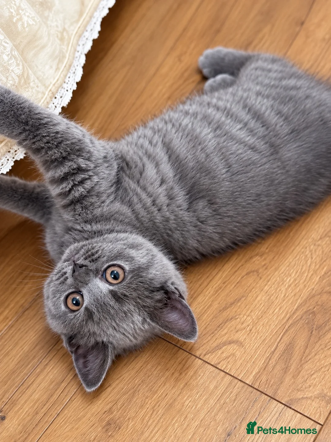 British Shorthair cats for sale:  Blue British Shorthair Girl  11 Weeks Old  - Advert 2